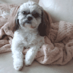 picture of my little Shih Tzu Nugget in 2009. He is sitting on his blanky on the sofa