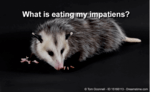 a picture of an opossum