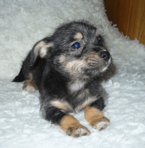 new-puppy-image01