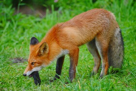 fox eating a squirrel