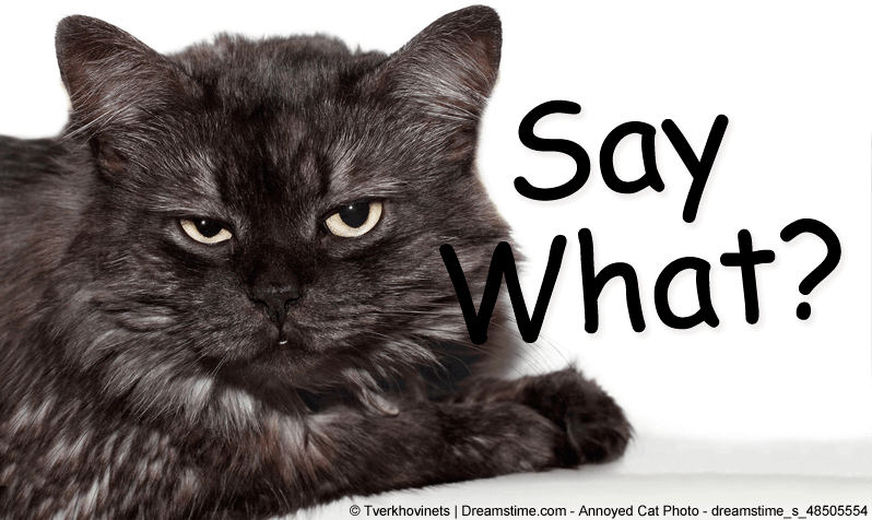 cat with an annoyed look on it's face with Say What? beside it, used as a header image