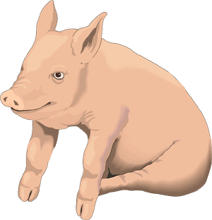 a sitting pig