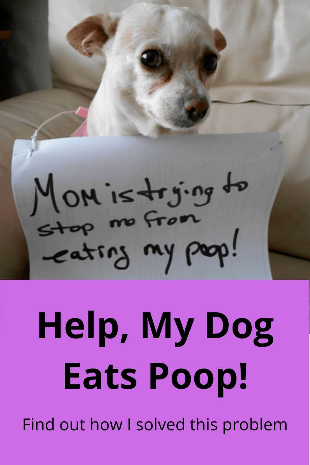 help, my dog eats poop!