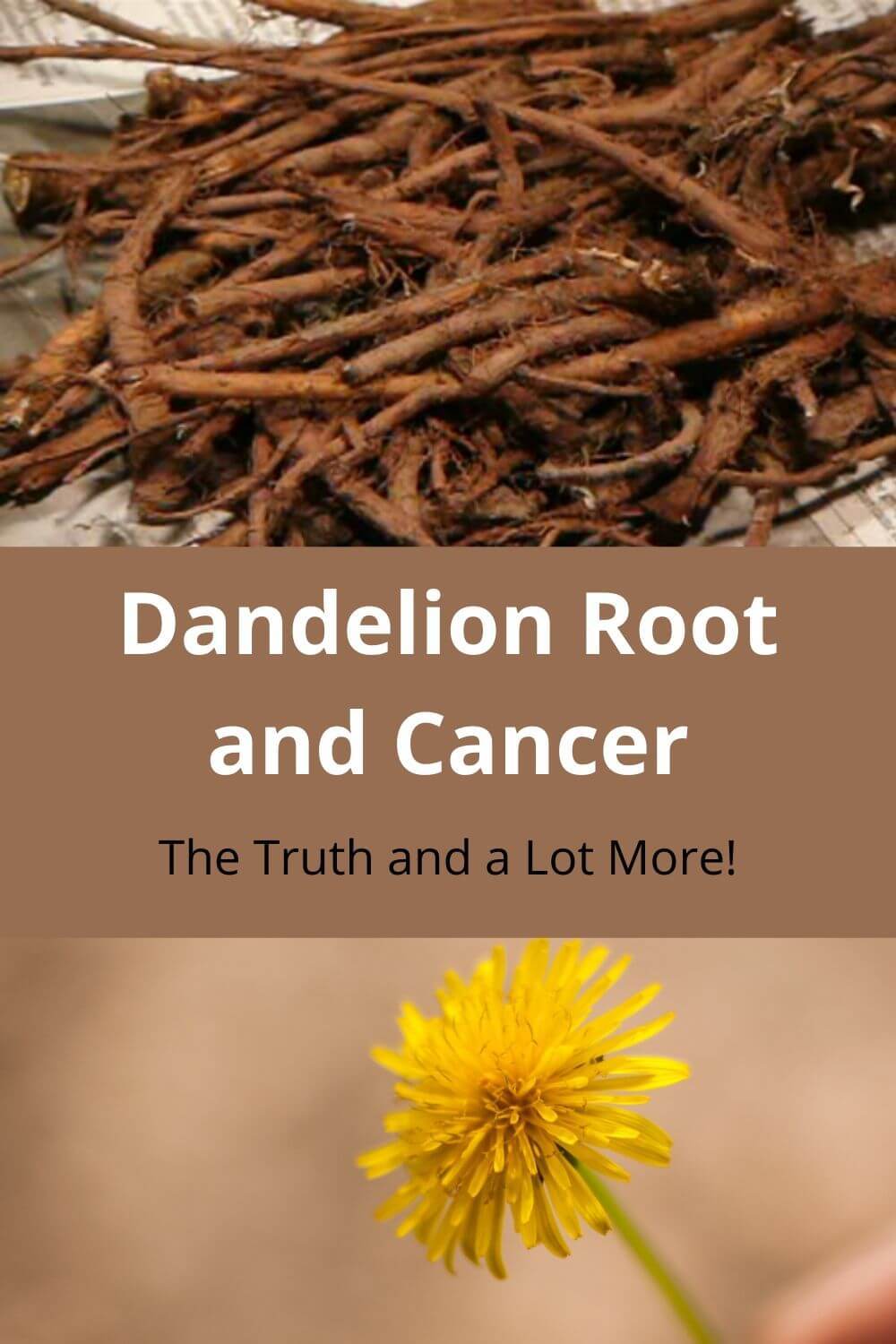 Dandelion Root and Cancer