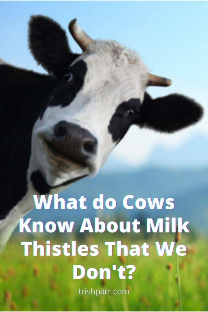 What do Cows Know About Milk Thistles that We Don't? - Trish's treasure ...