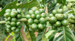 coffee beans grown on the plant