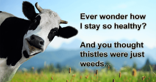 a cow looking curiously at viewer, with text saying, "Ever wonder how I stay so healthy? And you thought thistles were just weeds..."