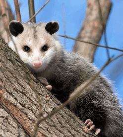 opossum in a tree