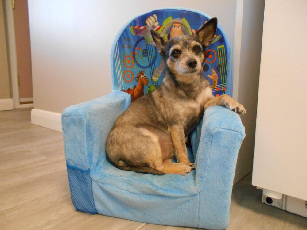 Chloe in her chair in the kitchen